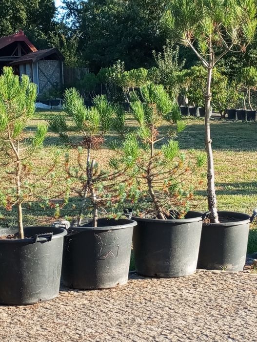 Pinheiros mansos não são acertados