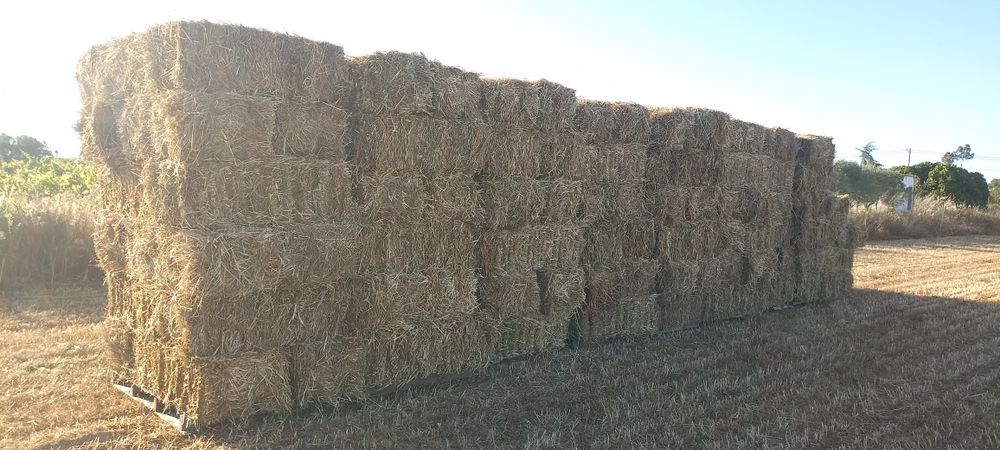 Feno de azevem palha
