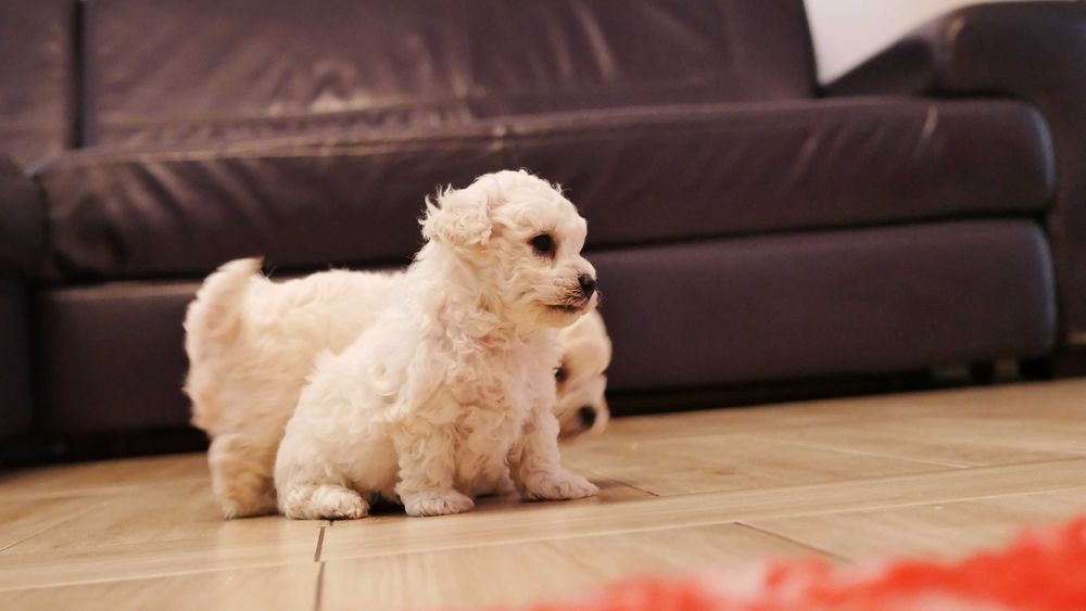 Wyjątkowy  chłopczyk  Bichon Frise ZKwP/FCI