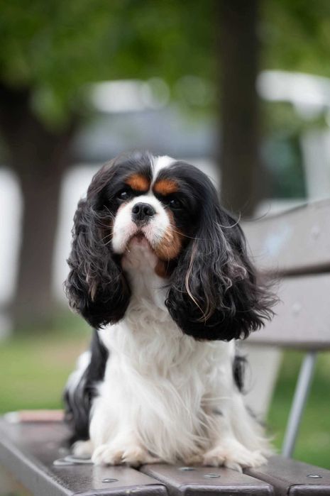 Cavalier King Charles Spaniel FCI