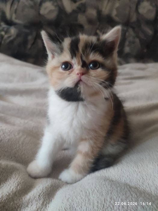 Кошка перс экзот