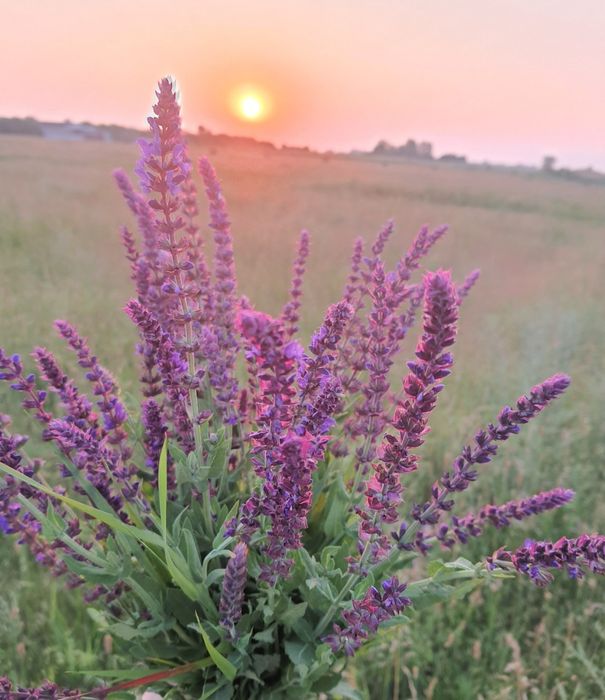 Продам сіно в тюках (тюки великі)