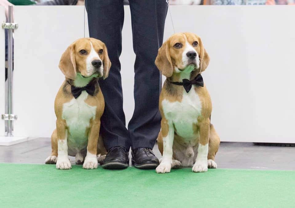 Шикарний хлопчик бігль, для в'язки