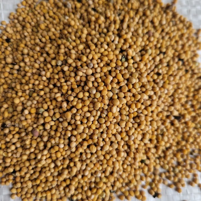 Gorczyca biała WYSYŁKA