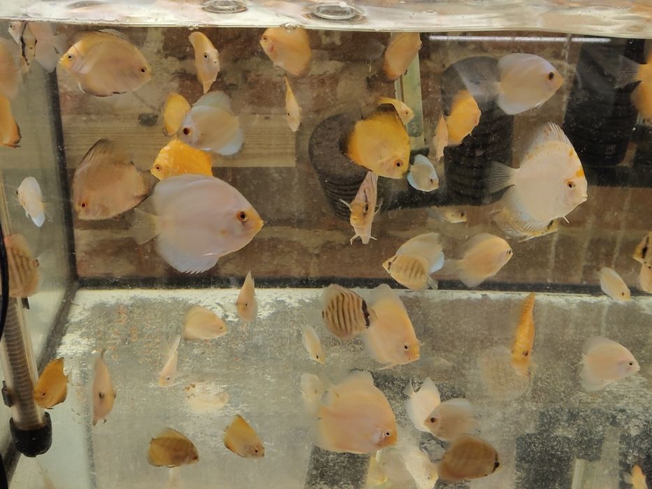 MISIEKZOO  Dyskowce - Paletki / Rozmiar 8 cm/ Różne odmiany