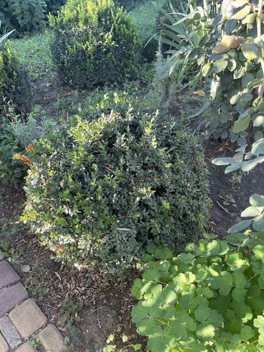 Продам 10летний самшит домашний