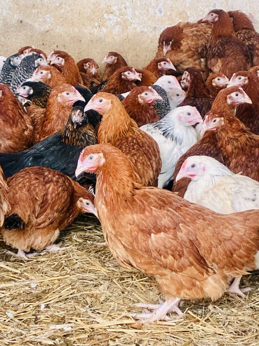 Kury nioski rasy ROSSA