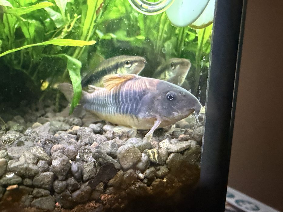 Rybki kiryski spiżowe