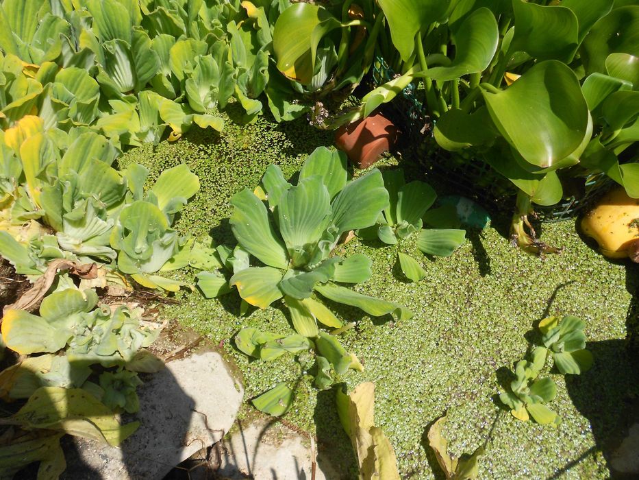 Planta aquatica flutuante lagos lagoas charcas filtros