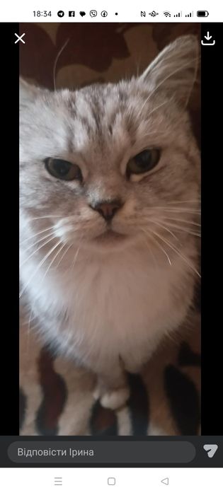 Прилаштовується киця в добрі руки