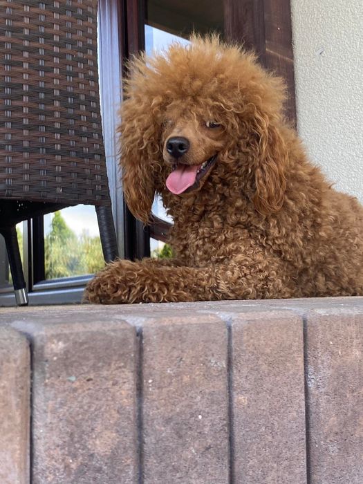 Cavapoo - szczeniak , czerwony
