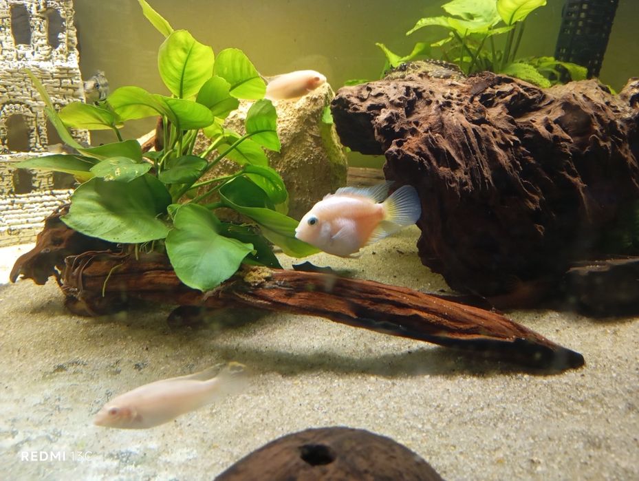 Peixe papagaio anao branco