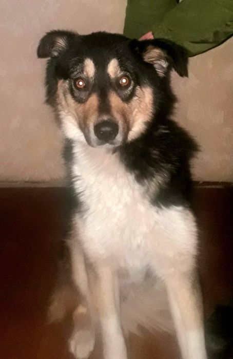 Собачка шукає дім