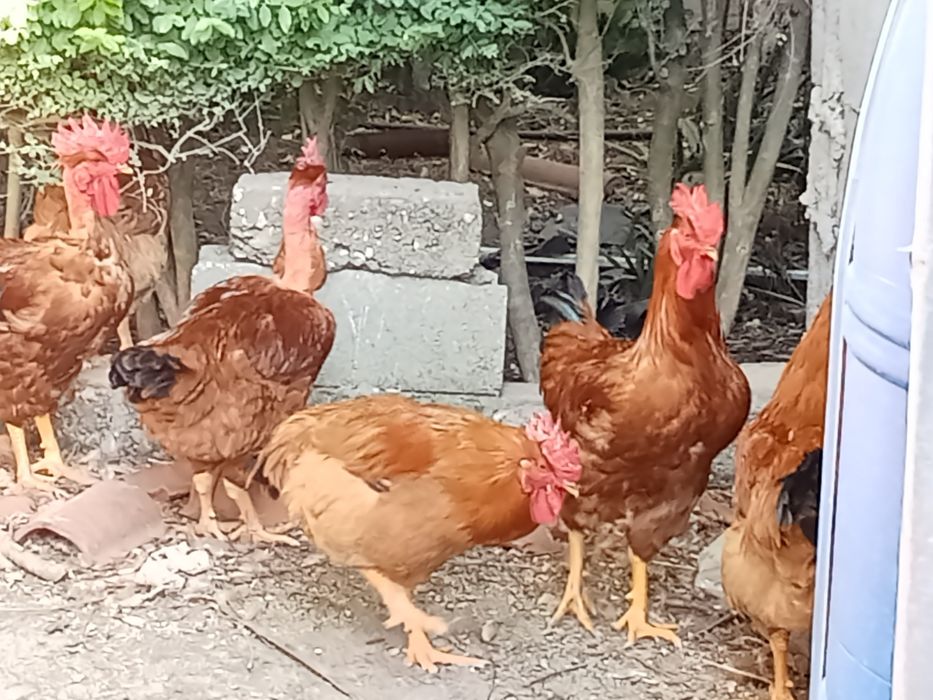 Vendo galos caseiros