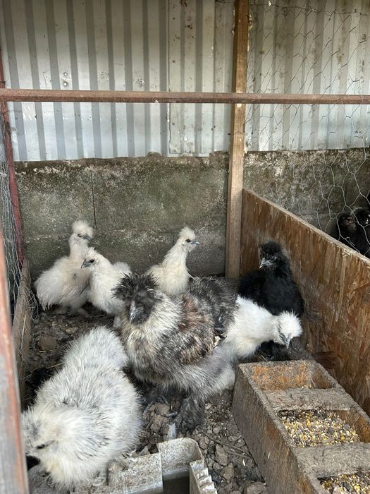 Paduanas galinhas, cayuga