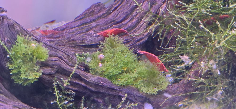 Camarões neocaridina vermelhos red fire juvenis