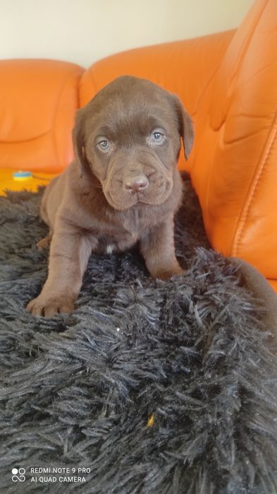 Labrador retriever czekoladowy