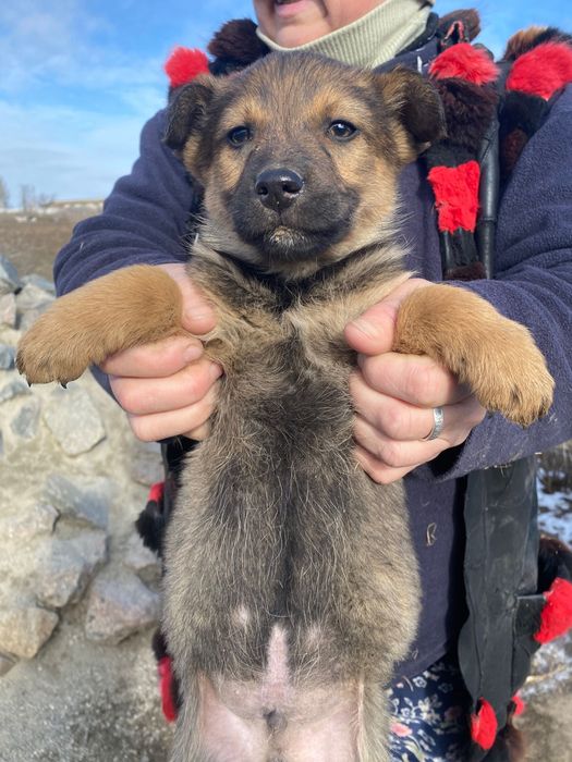 Мишка красивейший мальчик 2 мес.