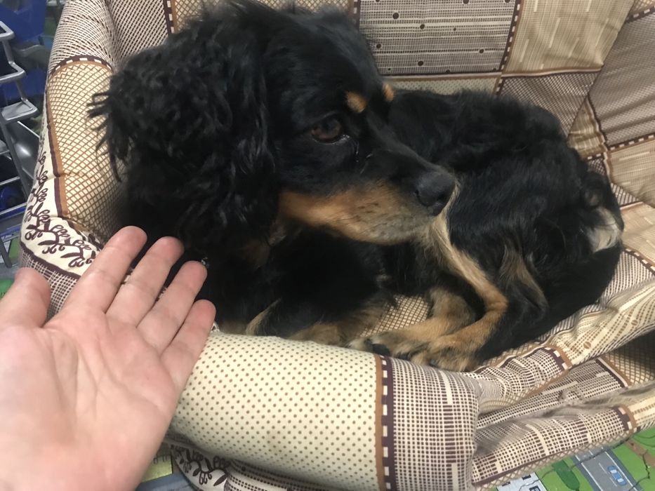 Знайдено собаку хлопчик метис спаніеля