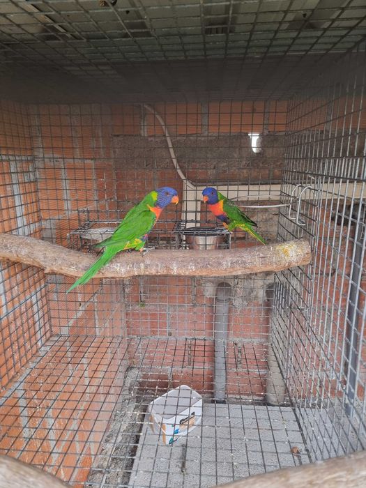 Loris molucanus e aratinga sol