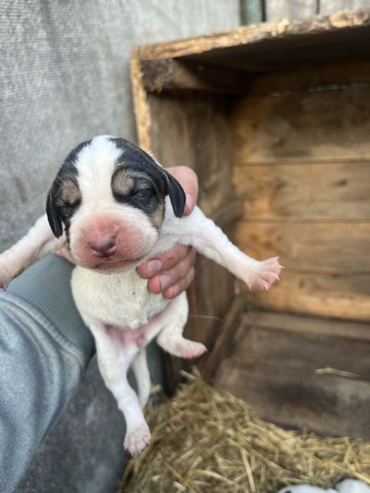 Щенята Руська пєга гонча