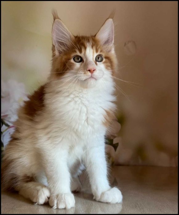 Kocurek Maine Coon Windor Już do odbioru