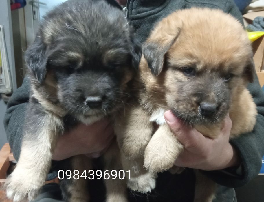 Банхар(монгольська вівчарка)