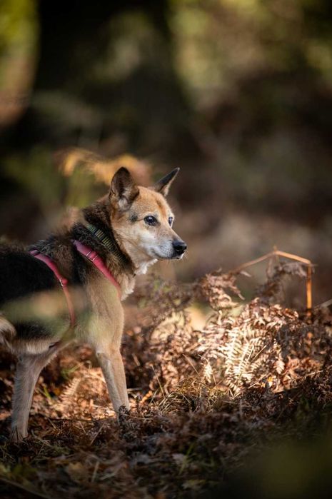 Lagertha pilnie potrzebuje domu ADOPCJA