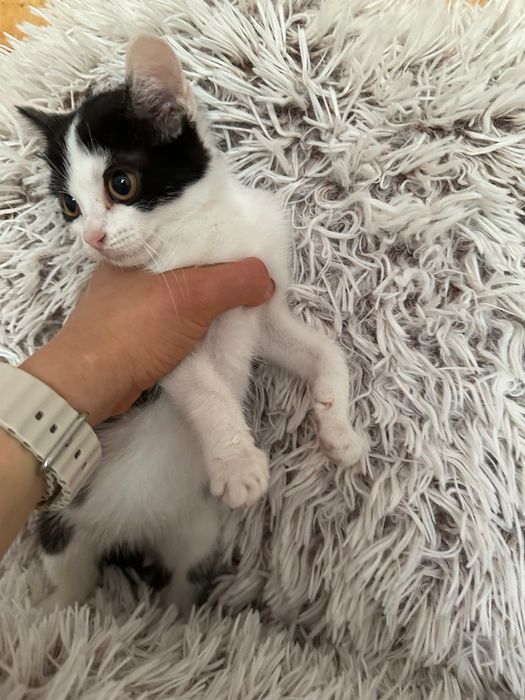 Котики: білий, чорно-білий, чорний