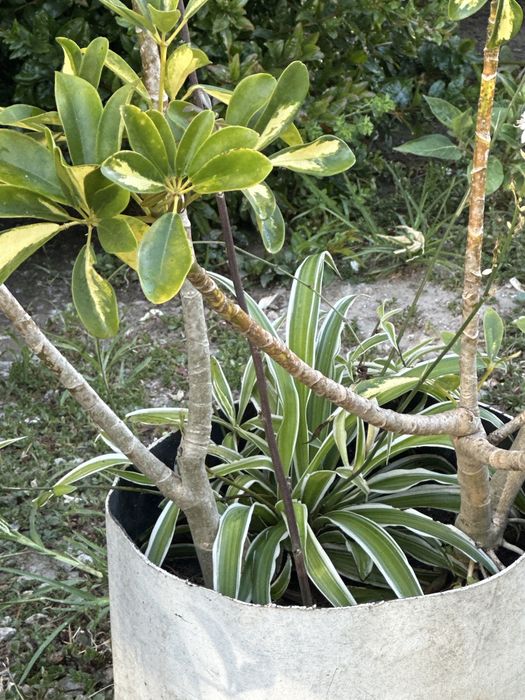 Vaso com arbusto e aranhas