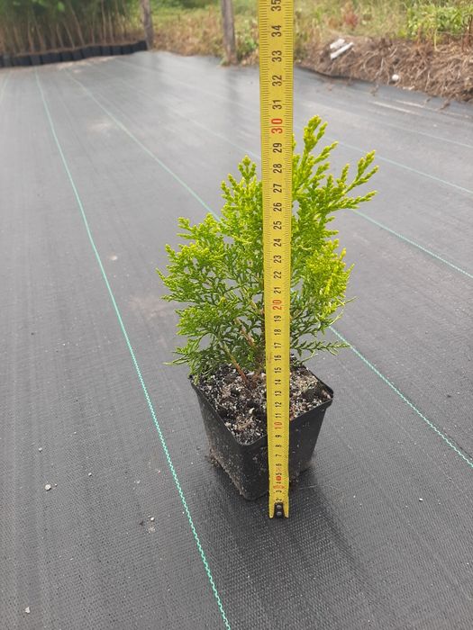 Sprzedam tuje aurea nanna