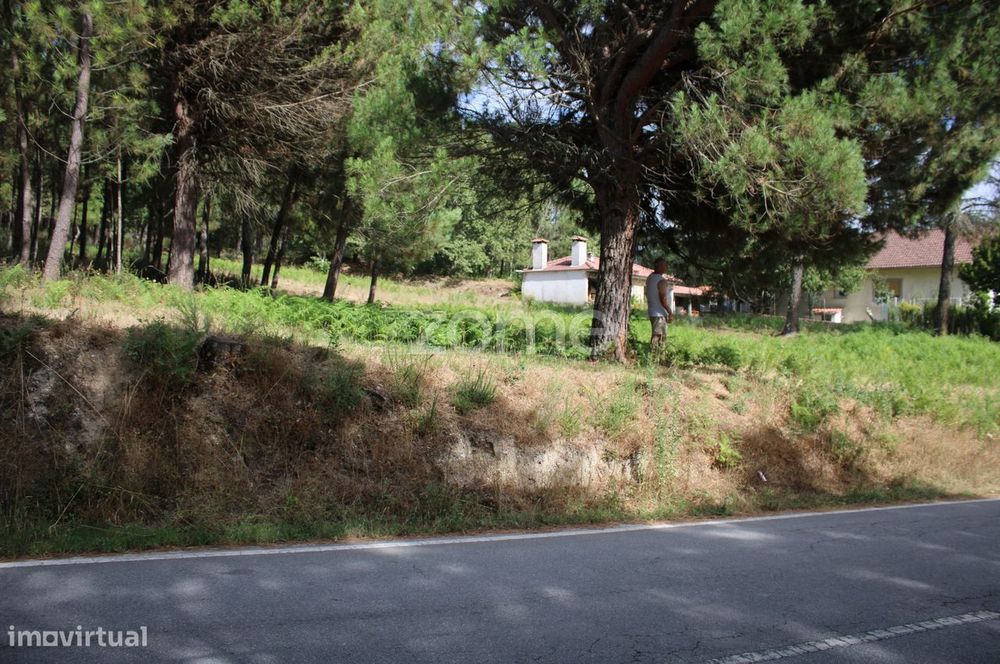 Terreno com pinhal e e mato a 15 minutos de Viseu