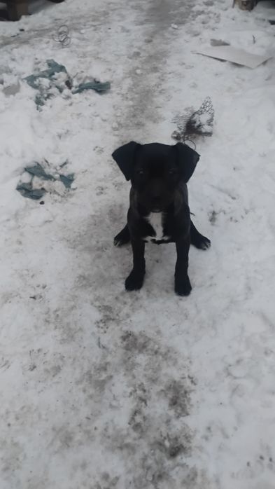 3 małe suczki szukają domu!