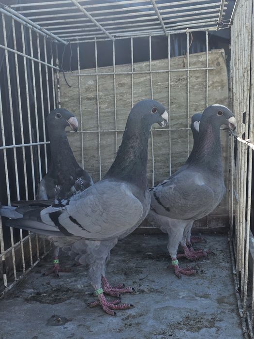 Niemieckie wystawowe niebieskie