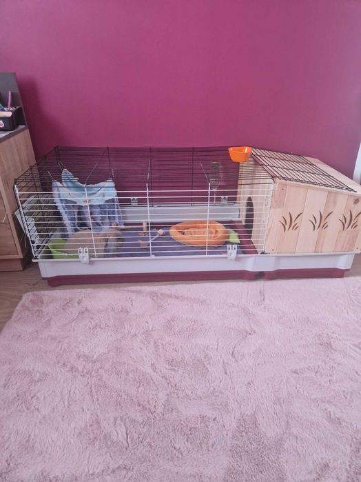 Królik mini lop z akcesoriami