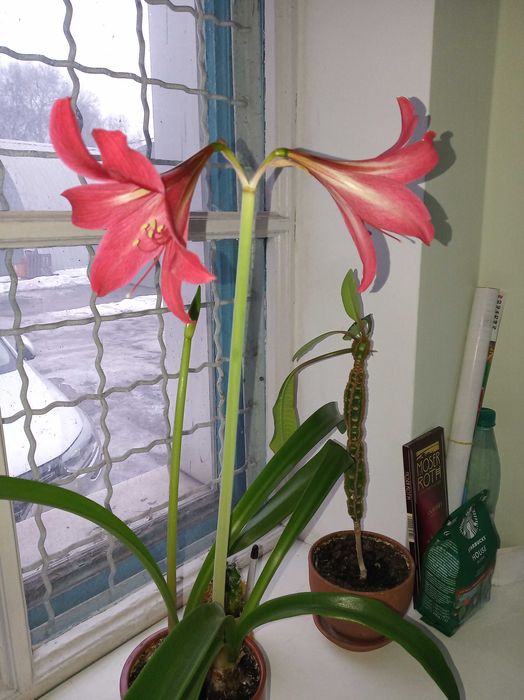 Гиппеаструм красный, алое