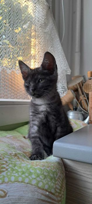 Adoptuj miłość! 10-tygodniowy maluszek Teo szuka domu!