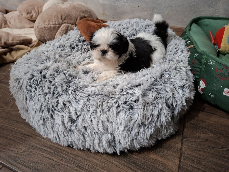 Shih-tzu Czarno biała Sunia