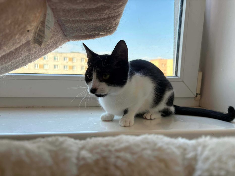 Półroczka koteczka do adopcji