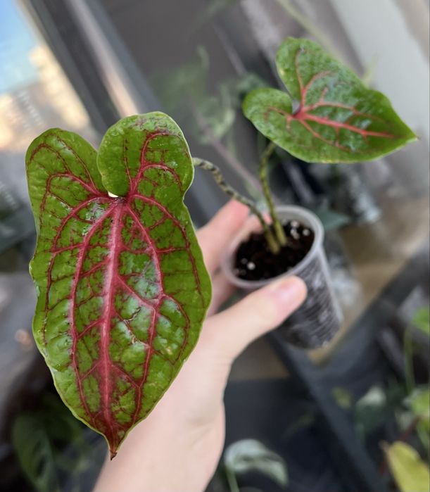 Блек Джек (Циртосперма)