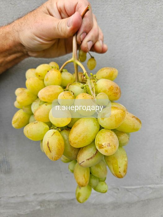 Продам черенки винограду