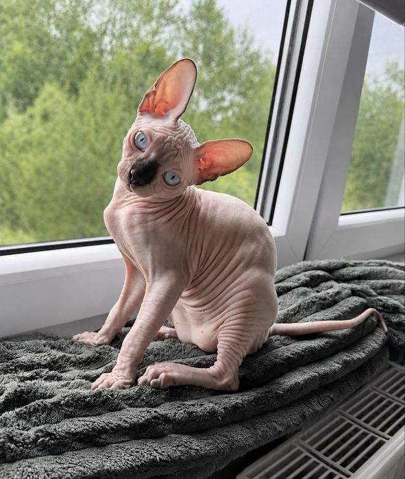 Sfinks kanadyjski/ Canadian sphynx kotka