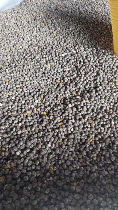 Sprzedam łubin gorzki