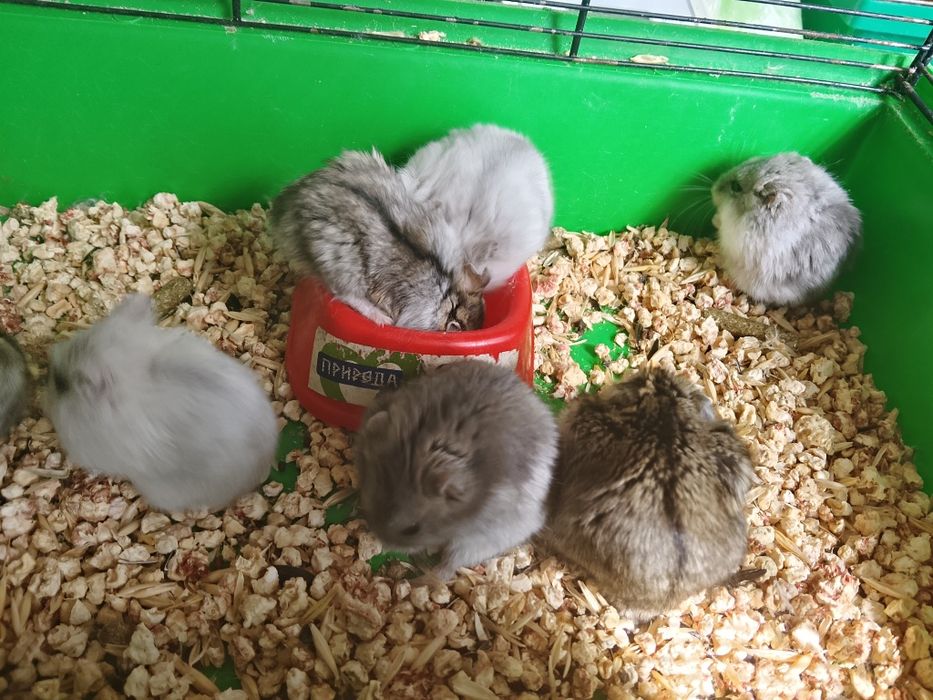 Джунгарские хомячки