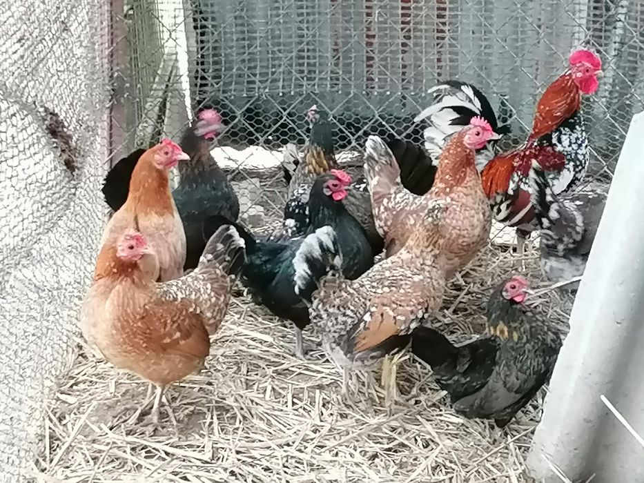 Kurczęta  , pisklęta , zielononóżki. araukany, polbary,czubatki i inne