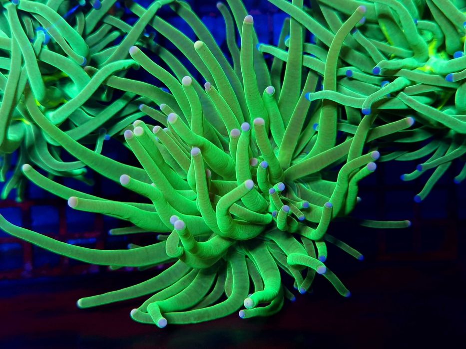 Euphyllia glabrescens Green Koralowce Akwarystyka Morska Poznań