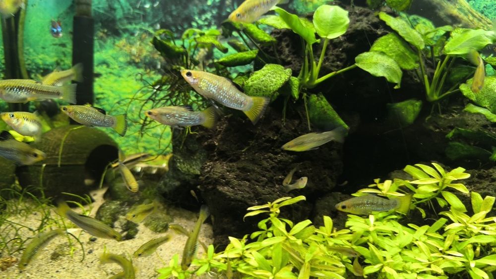 Limki, Limia perugiae