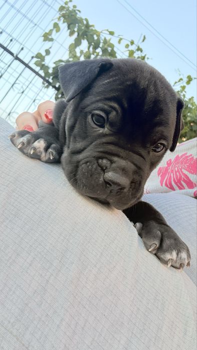 Pieski rasy amstaff