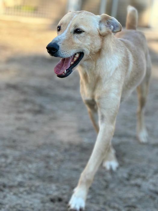 Cão para adoção (Paquito)
