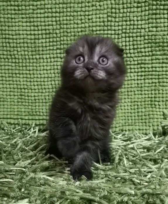 Арчи ( скоттиш фолд)